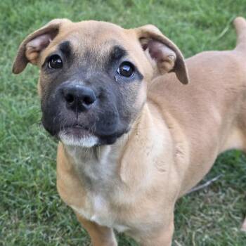 Cane Corso and Pit Bull Terrier Dogs Available for Adoption in Bryan, Texas - Ilaria | PetCurious
