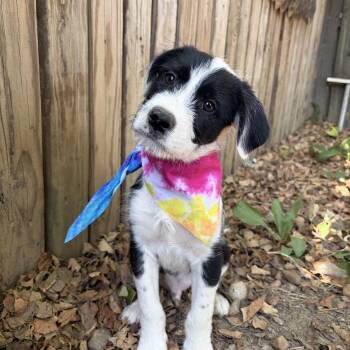 Domino -  German Wirehaired Pointer and Schnoodle Dog for Adoption - Domino | PetCurious