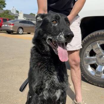 German Shepherd Dog Dogs Available for Adoption in Columbia, South Carolina - Ernst | PetCurious