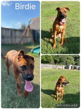 Birdie -  Shepherd Dog for Adoption in Enterprise, Alabama - Birdie | PetCurious