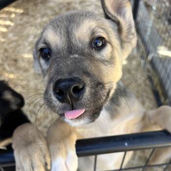 Rescue Mixed Breed Dogs for Adoption in Moab, Utah - Pistachio | PetCurious