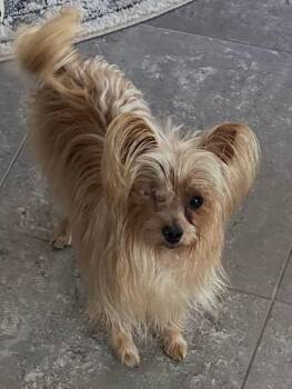 Stormie -  Yorkshire Terrier Dog for Adoption in Las Vegas, Nevada - Stormie | PetCurious