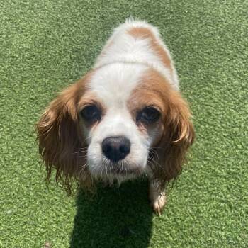 Tilly 2850 -  Cavalier King Charles Spaniel Dog for Adoption in Loxahatchee Groves, Florida - Tilly 2850 | PetCurious
