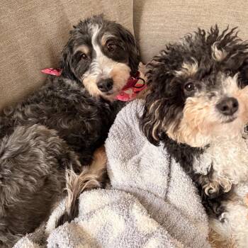 Poodle and Bernese Mountain Dog Dogs Available for Adoption - Clara | PetCurious