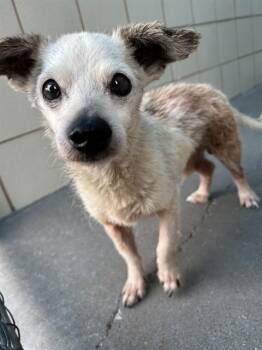 WILLOW -  Chihuahua and Mixed Breed Dog Available for Adoption in Corpus Christi, Texas - WILLOW | PetCurious
