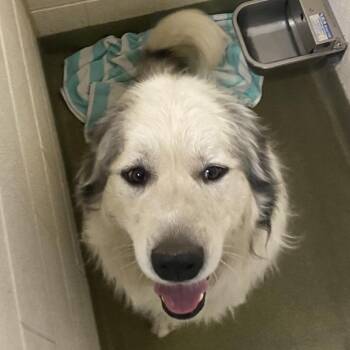 Tank -  Great Pyrenees Dog for Adoption in Harrisonburg, Virginia - Tank | PetCurious