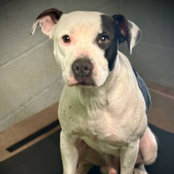 Rescue Mixed Breed Dogs for Adoption in Pauls Valley, Oklahoma - Scottie | PetCurious