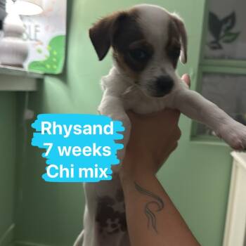 Rescue Chihuahua Dogs for Adoption in Tampa, Florida - Rhysand | PetCurious