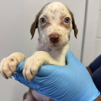 Pointer and Cattle Dog Dogs Available for Adoption in Hattiesburg, Mississippi - Ryan | PetCurious