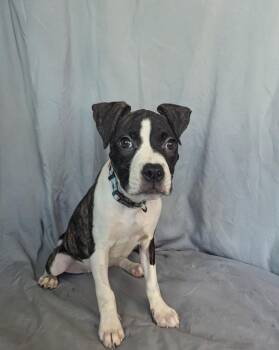 Princess Donut -  Pit Bull Terrier Dog for Adoption in Buffalo, New York - Princess Donut | PetCurious