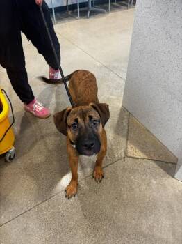 Cain -  Mixed Breed Dog for Adoption in Greenfield, Indiana - Cain | PetCurious