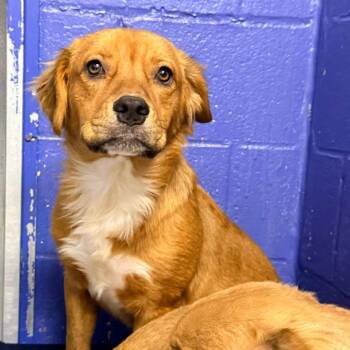 CT Sunkeeper -  Golden Retriever and Mixed Breed Dog for Adoption in Eastford, Connecticut - CT Sunkeeper | PetCurious