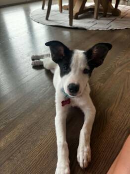 Daisy -  Border Collie and Mixed Breed Dog for Adoption in Dysart, Iowa - Daisy | PetCurious