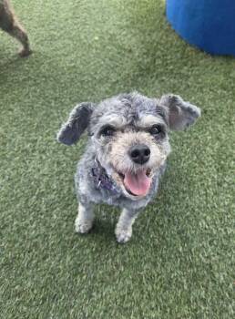 Poodle Dogs Available for Adoption in Elmwood, Louisiana - Aspen | PetCurious