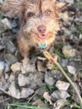 Simba -  Terrier Dog for Adoption in Minneapolis, Minnesota - Simba | PetCurious