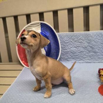 Isabella -  Terrier and Dachshund Dog for Adoption in Beaumont, Texas - Isabella | PetCurious