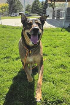 Jax 46553 -  Labrador Retriever and German Shepherd Dog Dog for Adoption in Pocatello, Idaho - Jax 46553 | PetCurious
