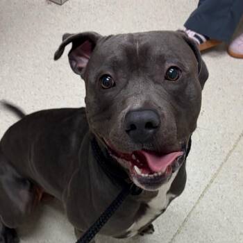 Prince -  Pit Bull Terrier and Mixed Breed Dog for Adoption in Murray, Utah - Prince | PetCurious