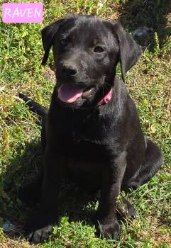 Labrador Retriever Dogs Available for Adoption - Raven | PetCurious