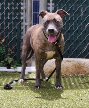 Diamond -  Mixed Breed and Pit Bull Terrier Dog for Adoption in Austin, Texas - Diamond | PetCurious