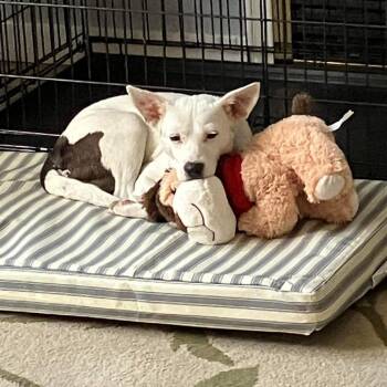 Caroline -  Terrier and Mixed Breed Dog for Adoption in Nampa, Idaho - Caroline | PetCurious
