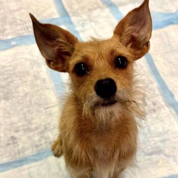 Scruffy -  Terrier Dog for Adoption in Semmes, Alabama - Scruffy | PetCurious