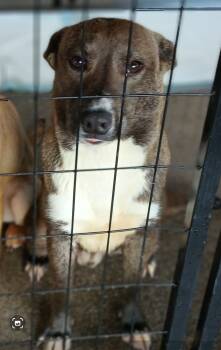 Rescue Mixed Breed Dogs for Adoption in Bellflower, California - Bingo | PetCurious
