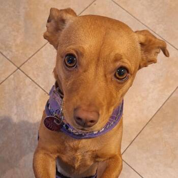 Tallulah aka Lucy -  Dachshund and Chihuahua Dog for Adoption in Las Vegas, Nevada - Tallulah Aka Lucy | PetCurious