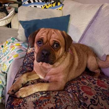 Bobby -  Pug and Beagle Dog for Adoption in Philadelphia, Pennsylvania - Bobby | PetCurious