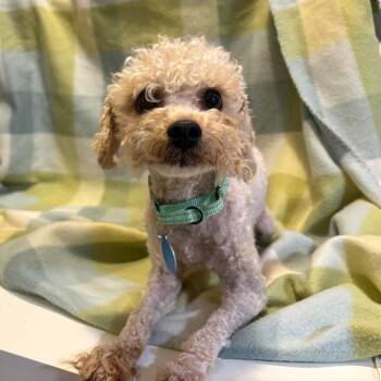 Oshman -  Mixed Breed Dog for Adoption in Fredericksburg, Virginia - Oshman | PetCurious
