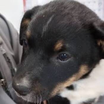 Rescue Australian Kelpie and Mixed Breed Dogs for Adoption in Lenoir, North Carolina - Mudcat (Minor League Litter) | PetCurious