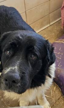 Great Pyrenees and Mixed Breed Dogs Available for Adoption - Bubba | PetCurious