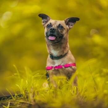 Snooki -  Chihuahua and Dachshund Dog Available for Adoption in Sweetwater, Tennessee - Snooki | PetCurious