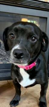 Dachshund and Beagle Dogs Available for Adoption in Newaygo, Michigan - Cookie | PetCurious