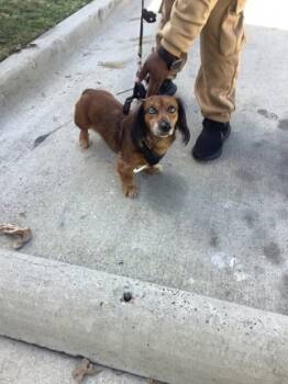 Rescue Dachshund and Mixed Breed Dogs for Adoption in Fort Worth, Texas - Poppy | PetCurious