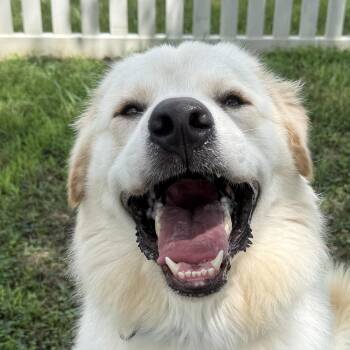 Cannoli -  Great Pyrenees Dog for Adoption in Auburn, Nebraska - Cannoli | PetCurious