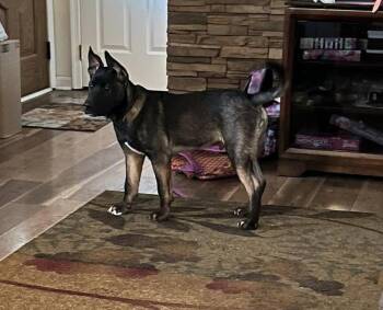 Jango -  Akita and Pit Bull Terrier Dog for Adoption in Silver Spring, Maryland - Jango | PetCurious
