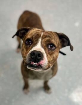 Rescue Pit Bull Terrier Dogs for Adoption in New Philadelphia, Ohio - Macho Man | PetCurious