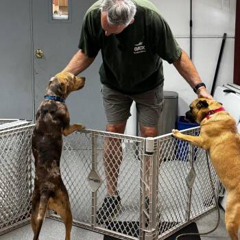 Miss Demeanor -  Catahoula Leopard Dog and Mixed Breed Dog for Adoption in Wheeling, Illinois - Miss Demeanor | PetCurious