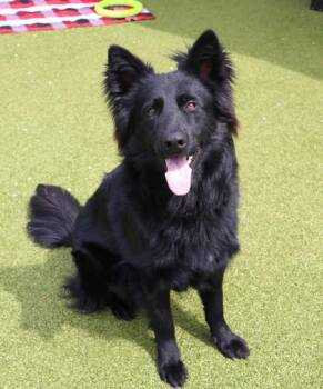 Mixed Breed Dogs Available for Adoption in Athens, Georgia - Sunny | PetCurious