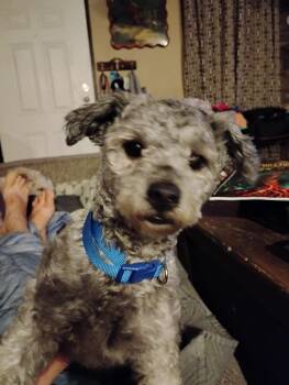 Shih Tzu Dogs Available for Adoption in Walker, Louisiana - Karter | PetCurious