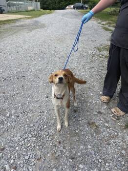 Riley -  Mixed Breed Dog for Adoption in Lawrenceburg, Tennessee - Riley | PetCurious