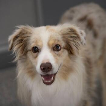 Kowalski (JY26-34) -  Australian Shepherd Dog for Adoption in Peyton, Colorado - Kowalski (JY26-34) | PetCurious