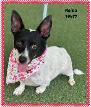 REINA -  Chihuahua Dog for Adoption in Marietta, Georgia - REINA | PetCurious