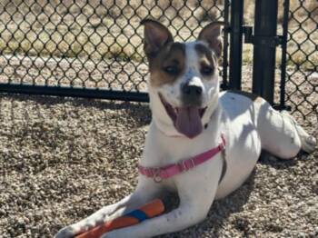 American Bulldog and Mixed Breed Dogs Available for Adoption in Loveland, Colorado - AURORA | PetCurious