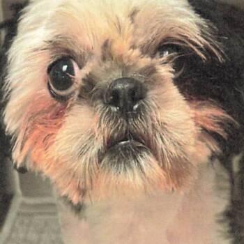 Shih Tzu Dogs Available for Adoption in Los Angeles, California - Hydrox A2198503 | PetCurious