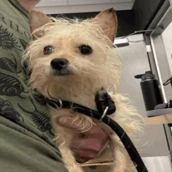 Puddin -  Yorkshire Terrier Dog Available for Adoption in Indianapolis, Indiana - Puddin | PetCurious