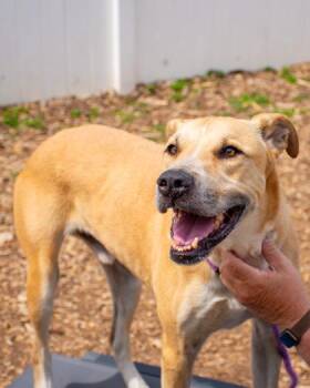 Christopher Robin -  Mixed Breed Dog for Adoption in Chamblee, Georgia - Christopher Robin | PetCurious