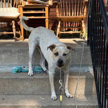 Goldie -  Cattle Dog Dog for Adoption in St. Louis, Missouri - Goldie | PetCurious