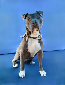 Pit Bull Terrier Dogs Available for Adoption in Pasadena, California - CLIFF | PetCurious